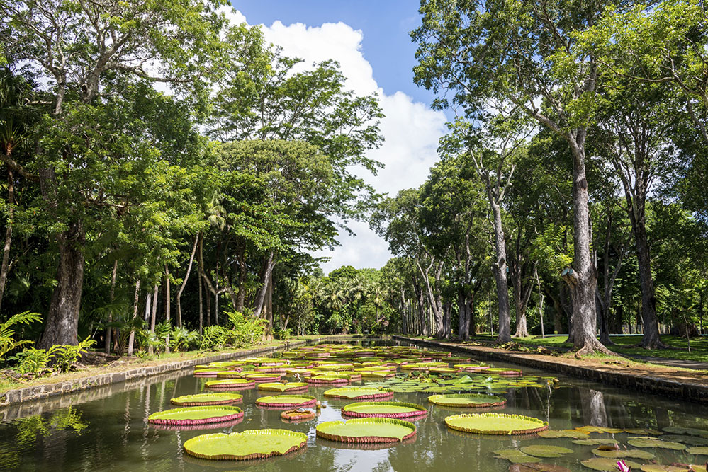 The Pamplemousses Botanical Garden (Credit: Mlenny/ istock.com)